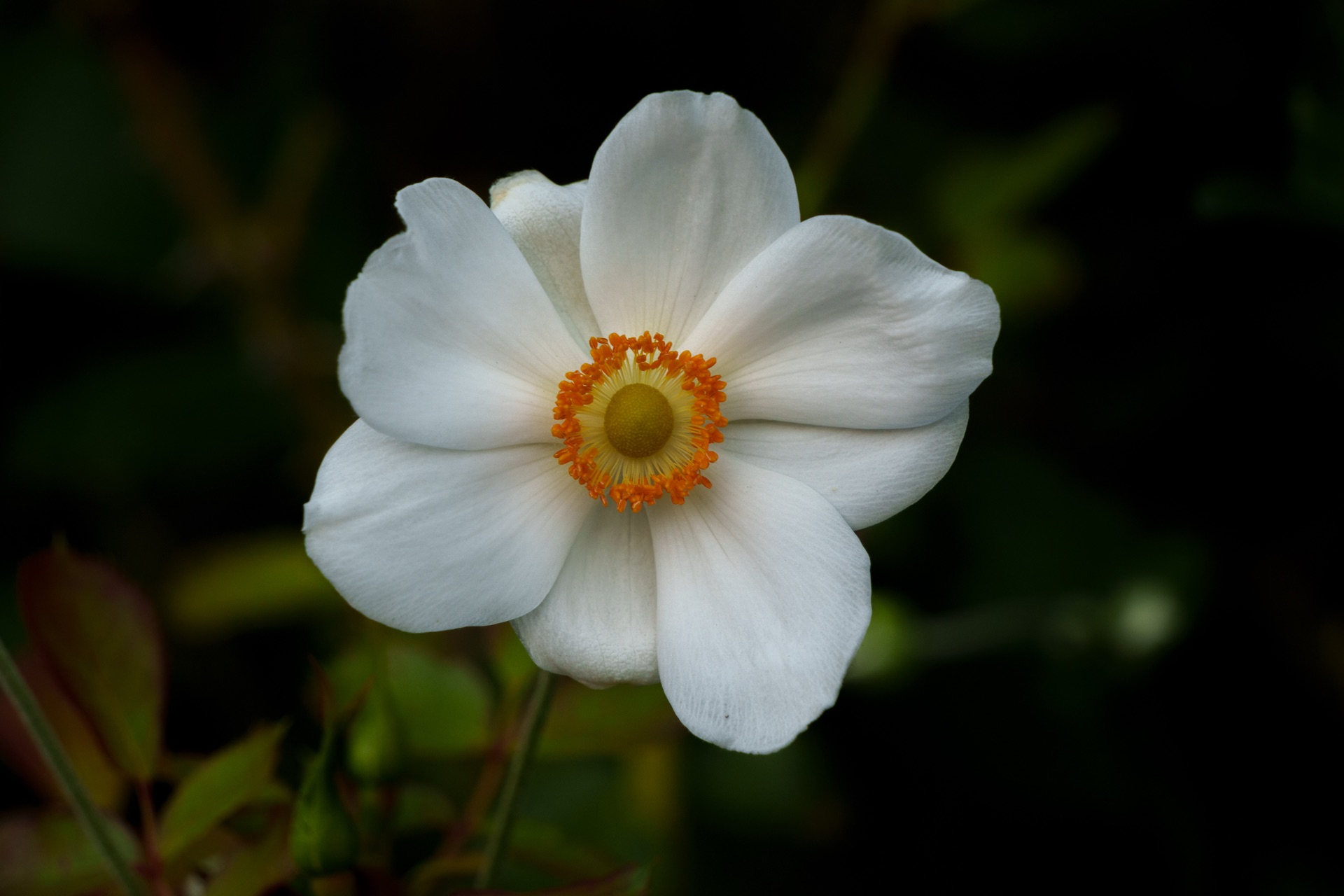 White anemone face-on against deep dark green background